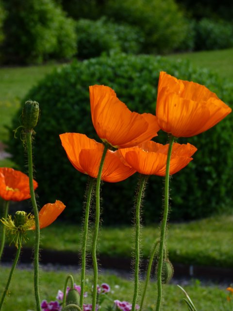 Papaver nudicaule